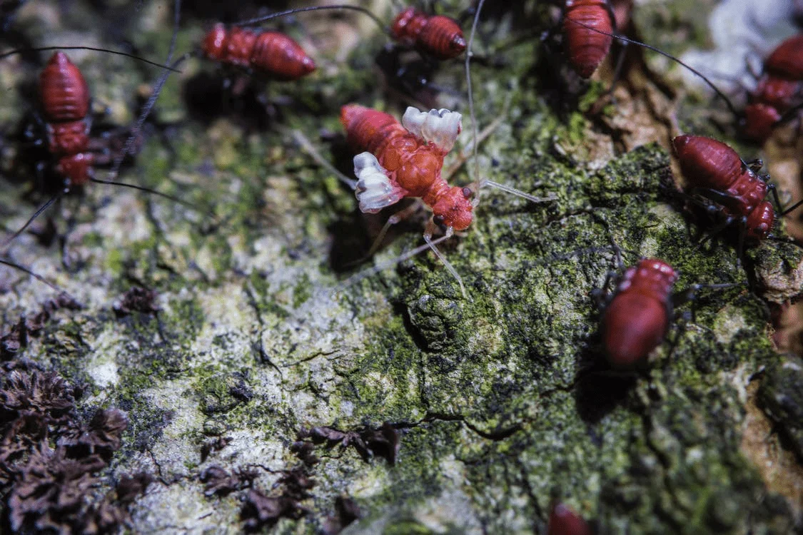 Protect-Your-Home-Against-Termites