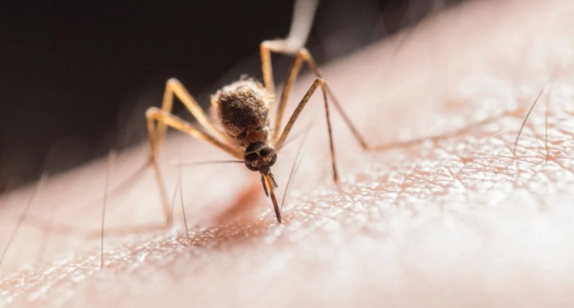 Potential Diseases Mosquitoes Can Carry