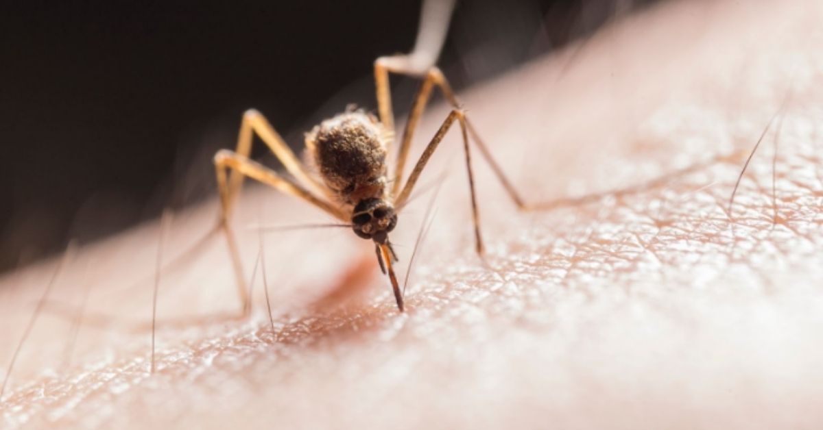 Potential Diseases Mosquitoes Can Carry