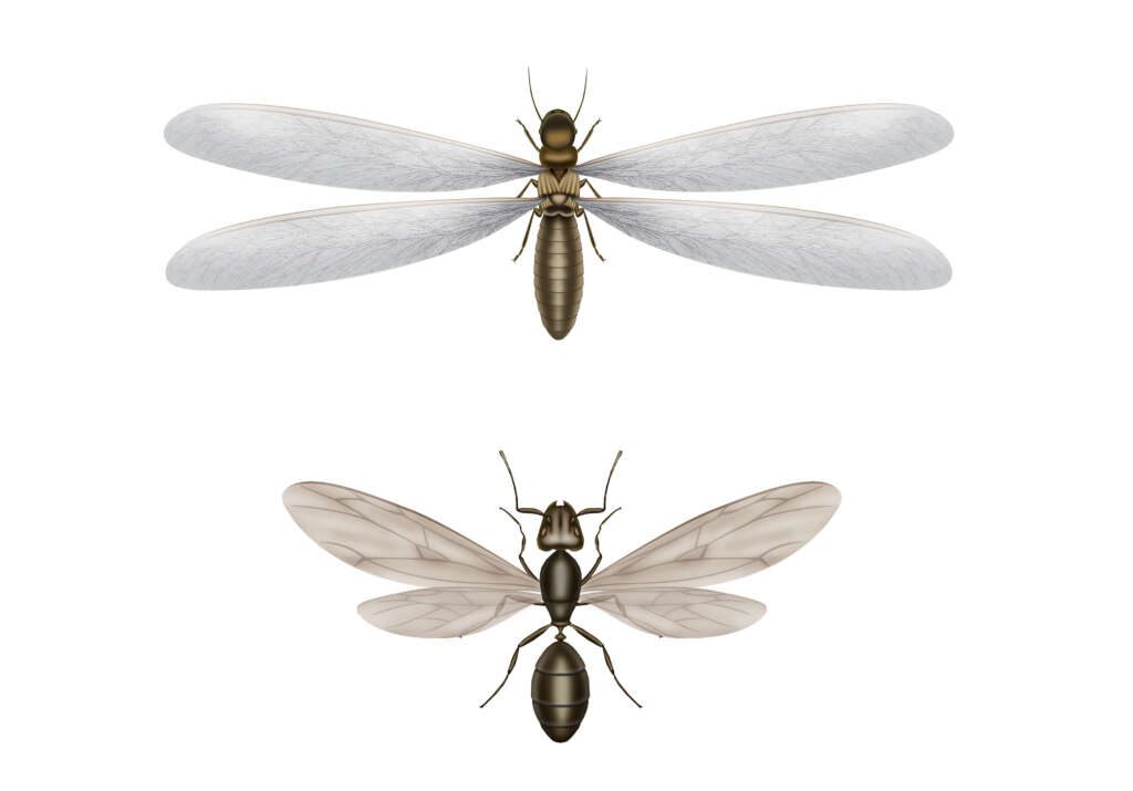 Termite Control in Jacksonville FL
