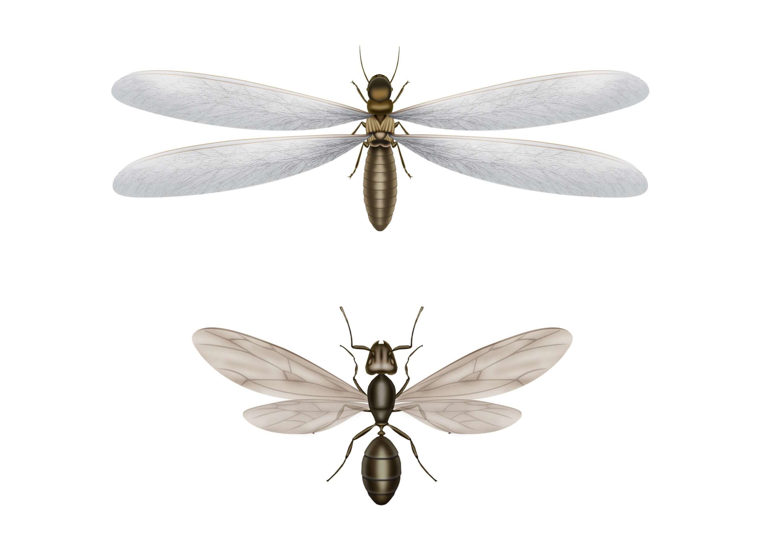 Termite Control Jacksonville FL | RightWay