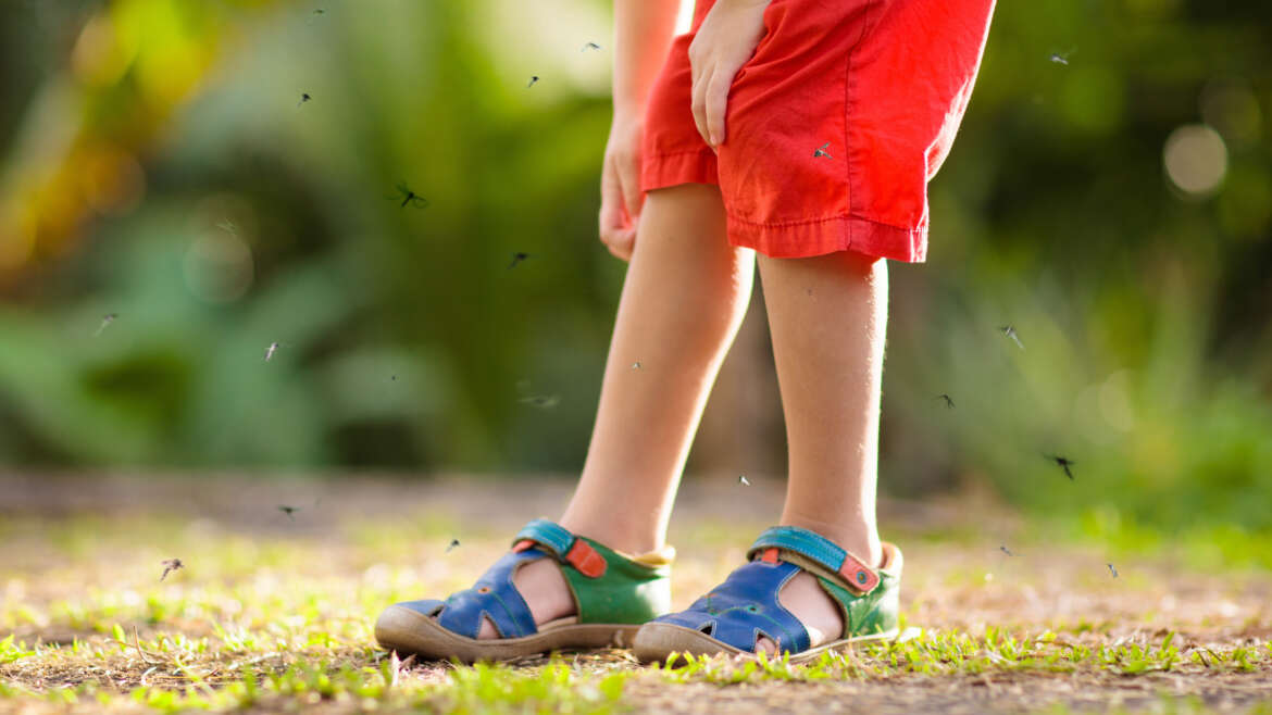 How do I keep mosquitos out of my yard?