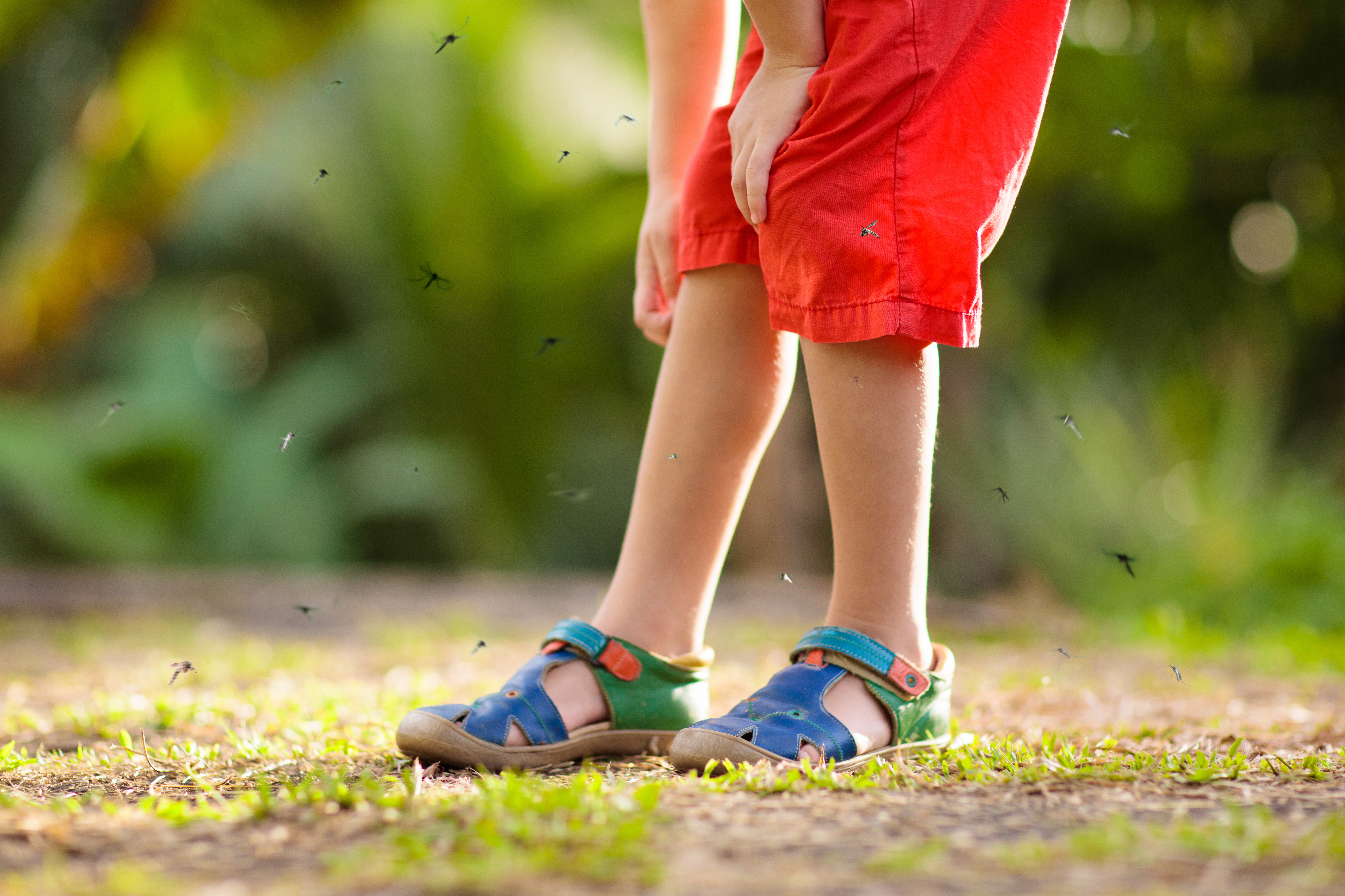 How do I keep mosquitos out of my yard?